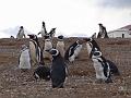 2014-0218-0850_Magdalena_Island_Chile_13C